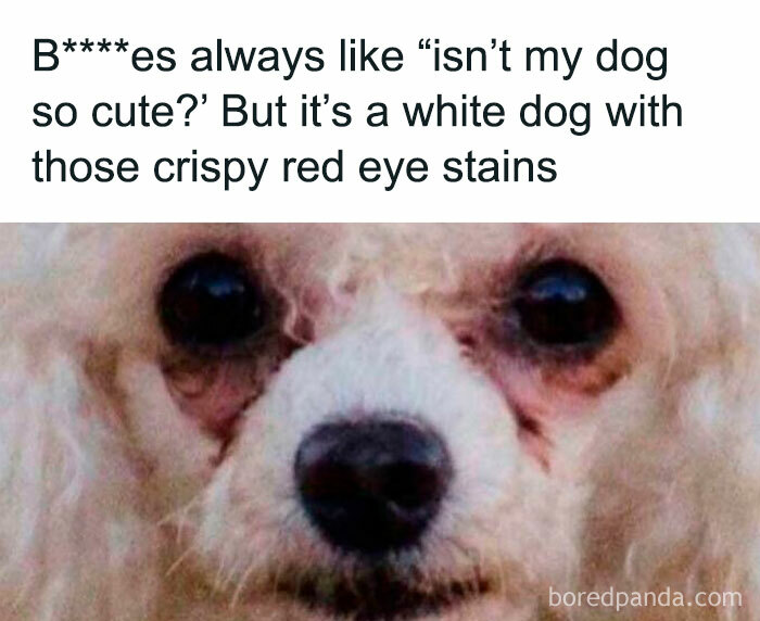 White dog with red eye stains and funny caption about cuteness expectations being spot-on.