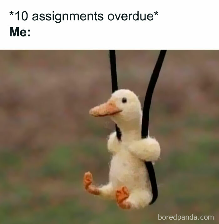 Funny post with a plush duck hanging by cords, humorously representing procrastination on assignments.