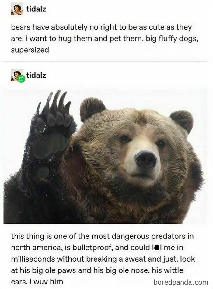 Bear meme showcasing cultural humor with text about how cute yet dangerous bears are.