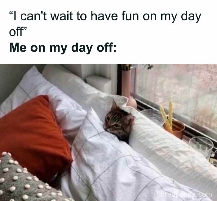 Cat snug in bed on a day off, representing relatable work memes to share with colleagues.