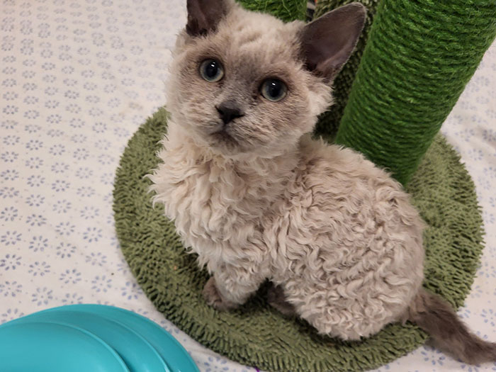 Plush-Like Curly Kittens Got Adopted In Record Time Due To Their Irresistibly Cute Appearance