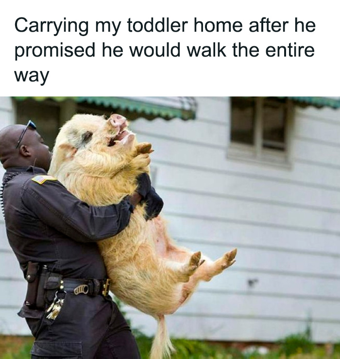 Officer humorously carrying a large pig, symbolizing the chaos of raising kids turned into a meme.