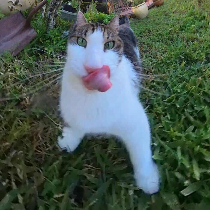 A cat amusingly distorted by a 360 camera in a grassy garden, tongue out, creating a silly photo effect.