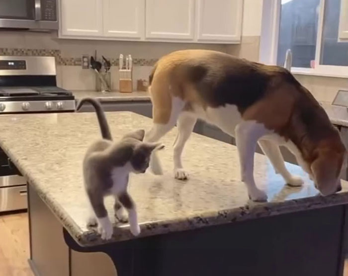 Dog and cat on kitchen counter displaying each other's traits.