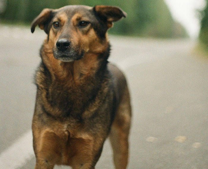 Dog near Chornobyl, displaying unique genetic traits, standing on a road.