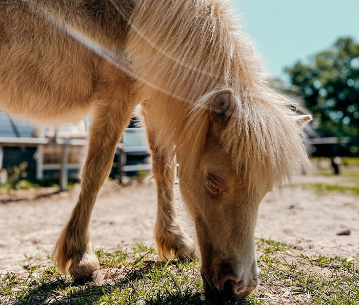 Abandoned baby horse grazing on grass, nursed back to health by a kind woman.