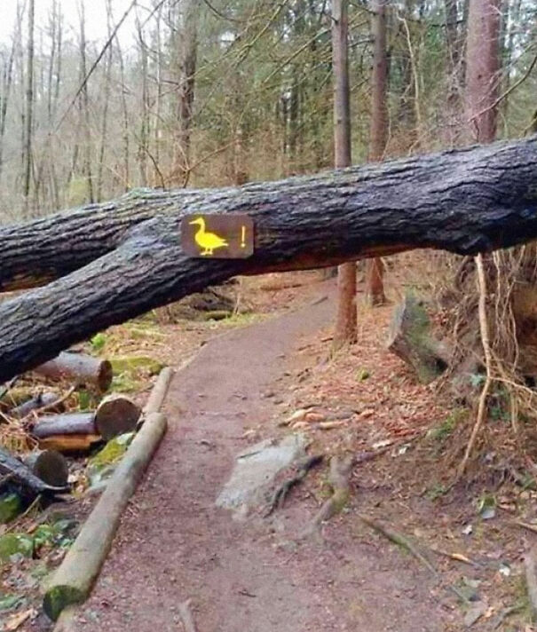 Absurd sign of a duck and exclamation mark on a fallen tree over a forest trail.