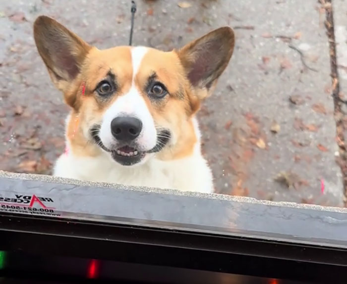 Pizzeria In Chicago Opens Doggie Treat Window, Goes Viral Due To The Most Wholesome Interactions