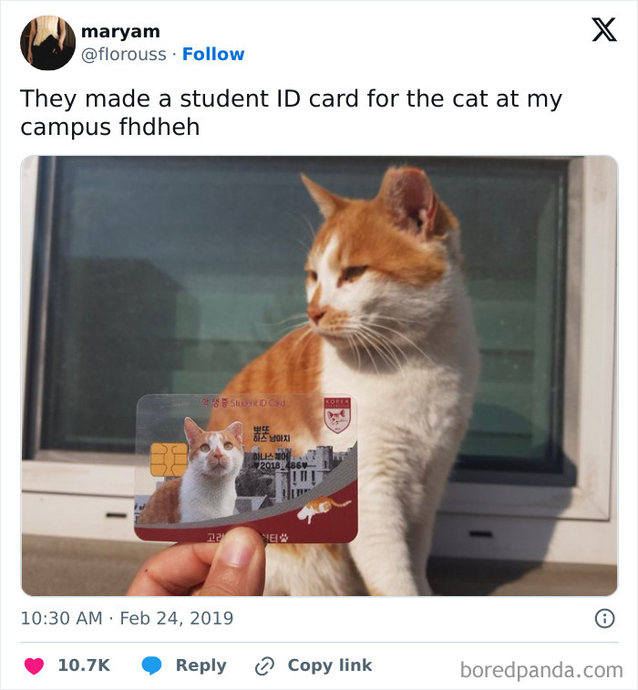 A cat with a student ID card on campus, showcasing spoiled-pets humor.