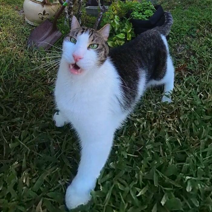 Silly cat photo captured with a 360 camera, appearing comically stretched in a garden setting.