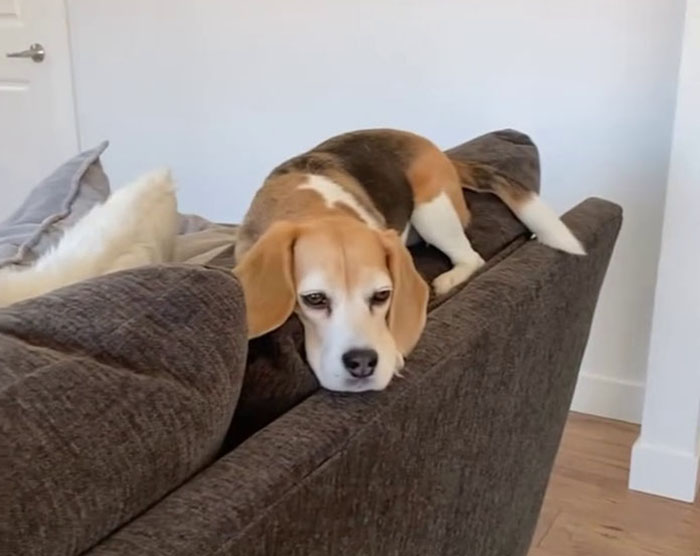 Dog lying on a couch backrest, showcasing traits similar to a cat's lounging behavior indoors.