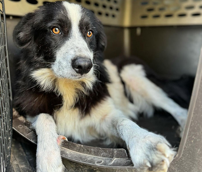 Rescued dog resting in a cozy spot, looking towards the camera with gentle eyes.