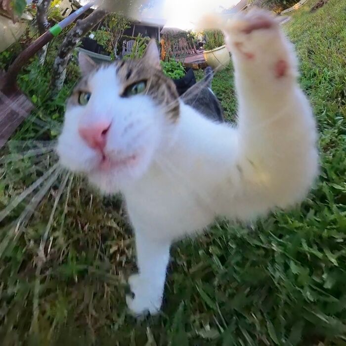 Silly cat with paw outstretched, captured with a 360 camera in a garden.