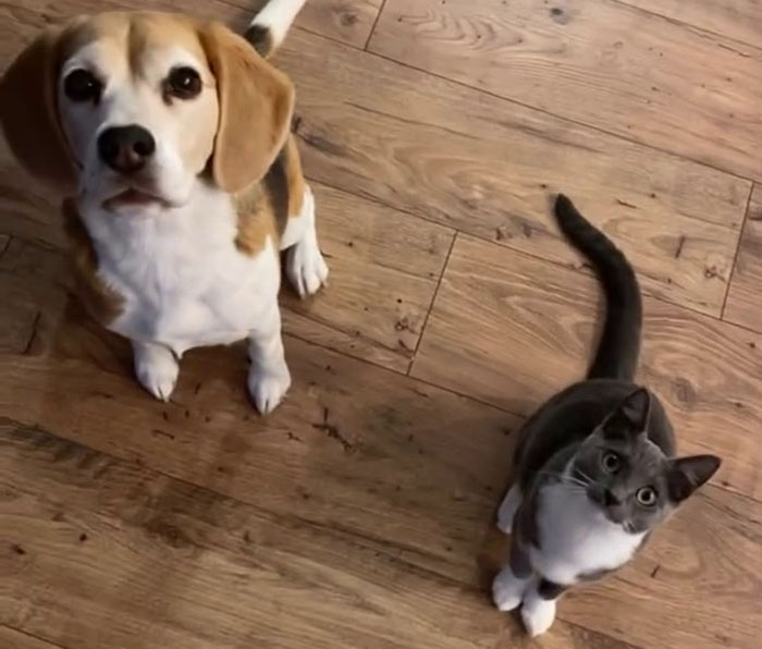 Dog and cat sitting together on wooden floor, showing companionship traits.