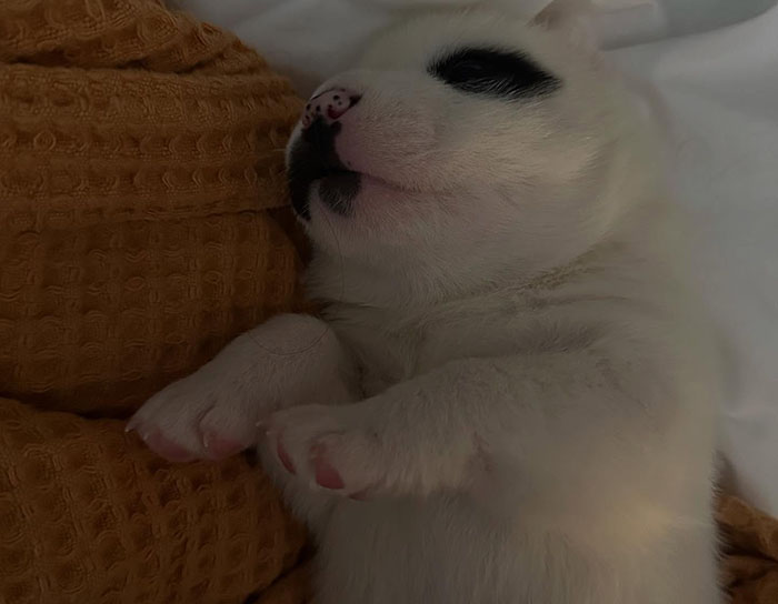 Adorable newborn singleton puppy sleeping next to a cozy textured blanket.