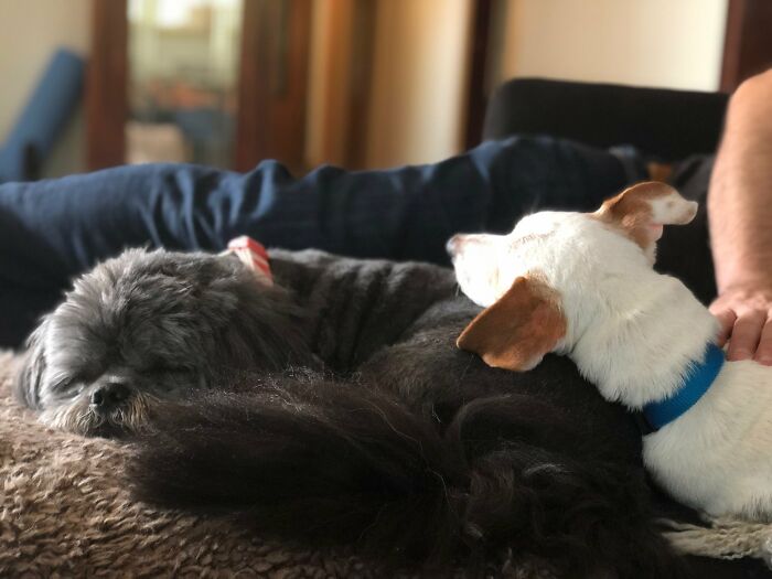 Matted dog after shedding 6 pounds of fur, lying relaxed beside another dog on a cozy bed.