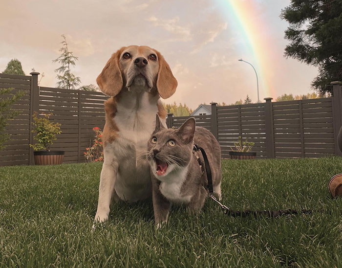 Dog and cat together in a yard with a rainbow, showcasing traits of each other.