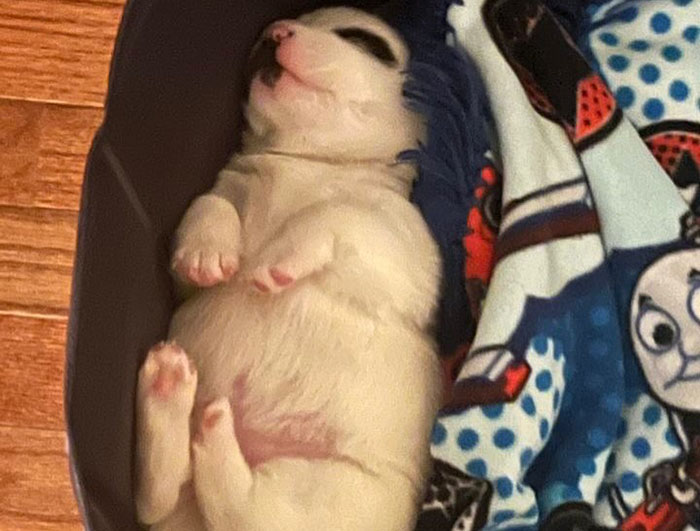 Adorable singleton puppy sleeping on colorful blanket after rescued dog's birth.