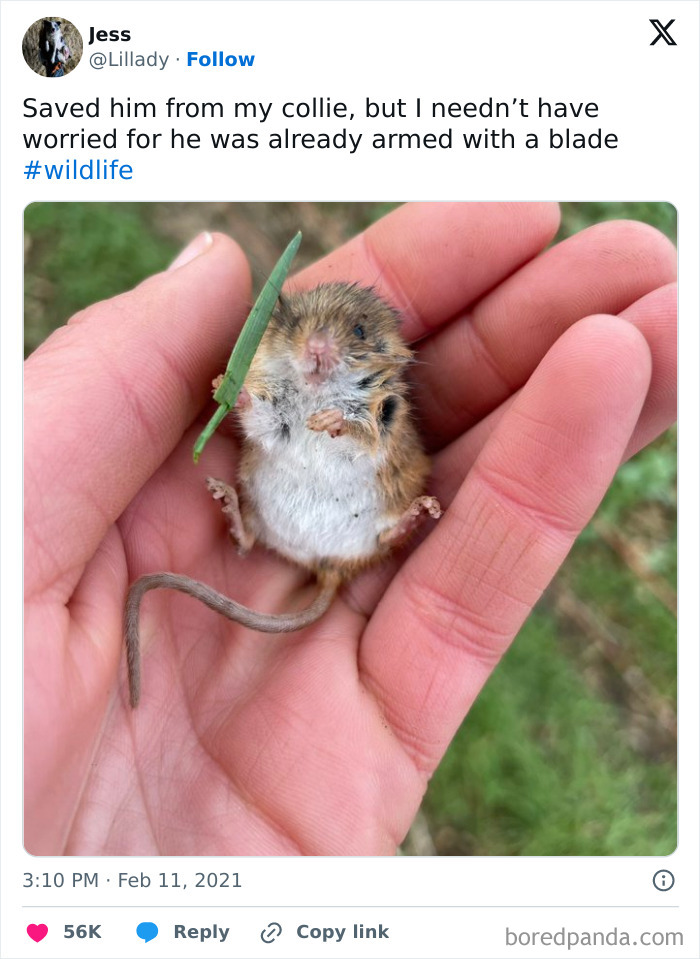 Small mouse held in a hand with a grass blade resembling a tiny sword, humorously tied to meme culture.