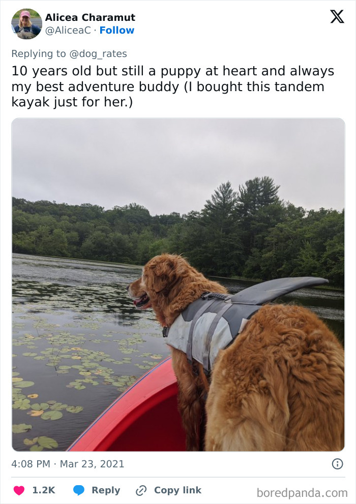 Golden retriever in a life jacket on a red kayak, enjoying nature, exemplifying spoiled pets.