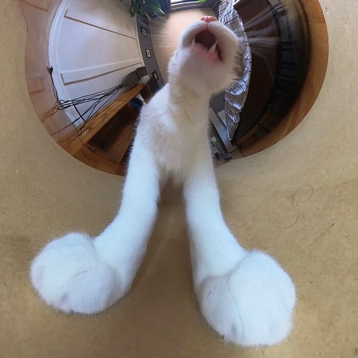 39 Hilariously Silly Photos Of Cats Taken With A 360 Camera By This Owner