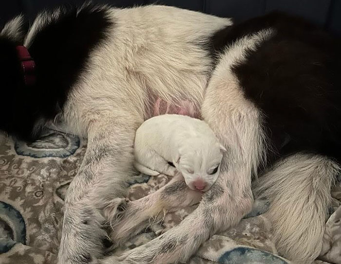 Rescued dog with her adorably large singleton puppy resting on a cozy blanket.