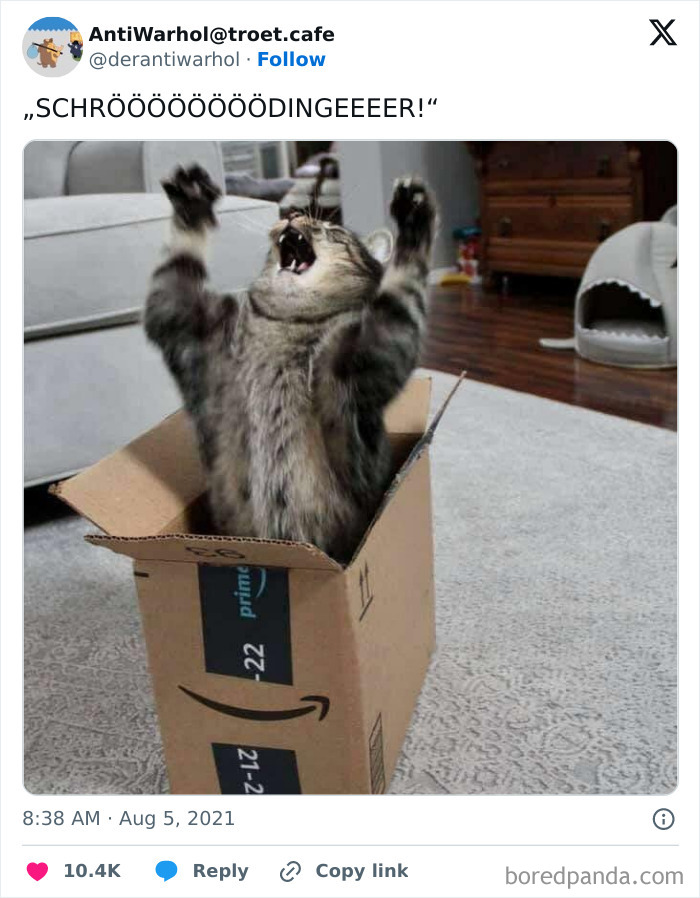 Cat humorously mimics Schrödinger's cat in a box, raising paws excitedly.