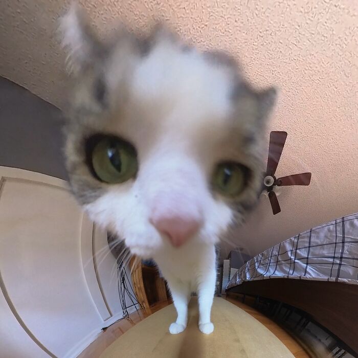 Hilariously silly cat with large eyes, distorted by a 360 camera, standing on a wooden surface indoors.