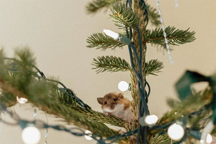 Cute Christmas animal, a small mouse nestled among festive tree branches and lights.