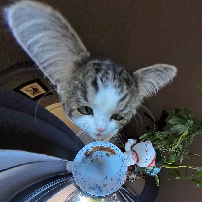 Silly cat looking at food bowl with distorted big ears taken with a 360 camera.