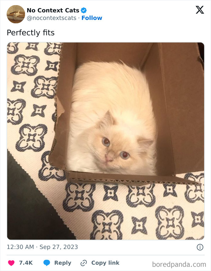 Fluffy cat perfectly fitting in a small cardboard box on a patterned surface.