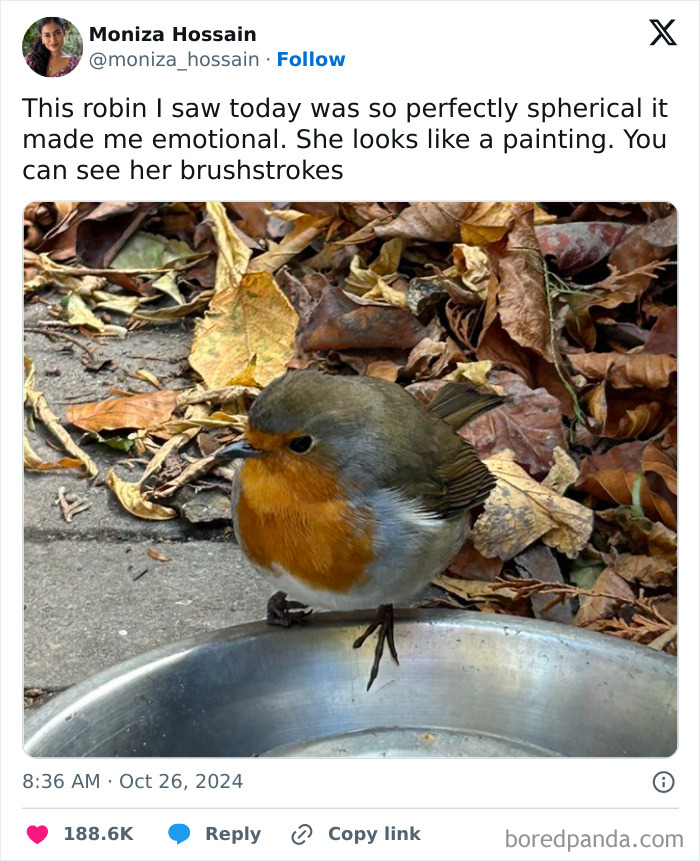 A robin sitting near a metal bowl surrounded by autumn leaves, showcasing humor and culture in everyday life.