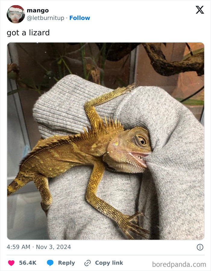 A lizard biting a gray sweater, featured on a page known for cursed images.