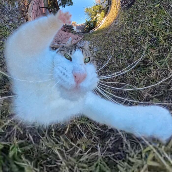 Silly cat photographed with a 360 camera, appearing to reach out in a distorted perspective outdoors.