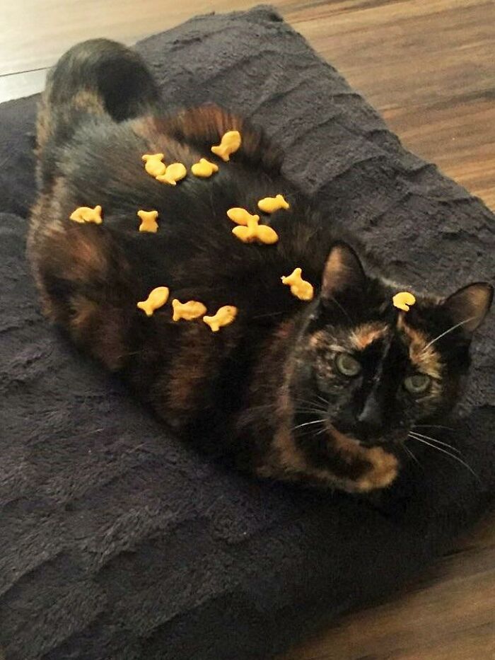 Tortoiseshell cat lying on a dark cushion with goldfish crackers on its back, showcasing funny-stuff-cats theme.