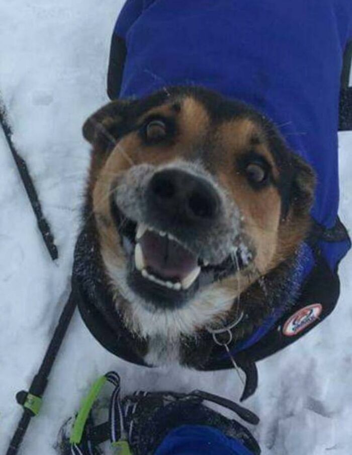 This Is The Face Of A Doggie Who Is Very Excited To Be In The Snow