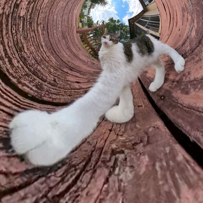 39 Hilariously Silly Photos Of Cats Taken With A 360 Camera By This Owner