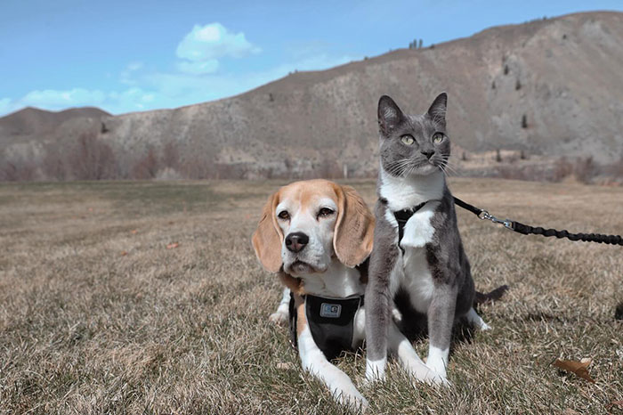 Dog and cat outdoors on leashes, sharing traits and relaxing together in a field.