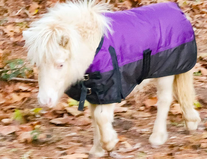 Baby horse in a purple jacket walking among autumn leaves.