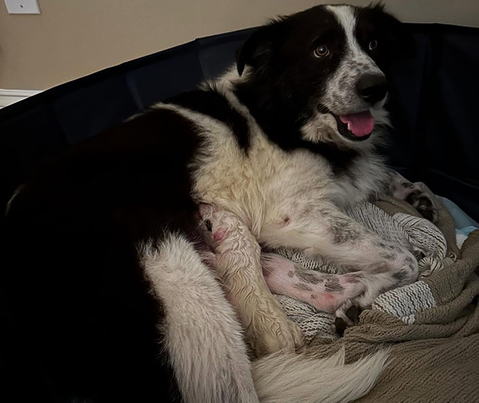 Rescued dog with her huge singleton puppy in a cozy setting, capturing hearts online.