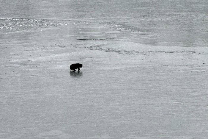 20YO Blind Cat Found Stuck On Ice Chunk In Lake, Community Pulls Off A Miraculous Rescue