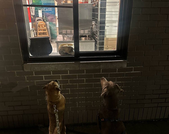 Pizzeria In Chicago Opens Doggie Treat Window, Goes Viral Due To The Most Wholesome Interactions