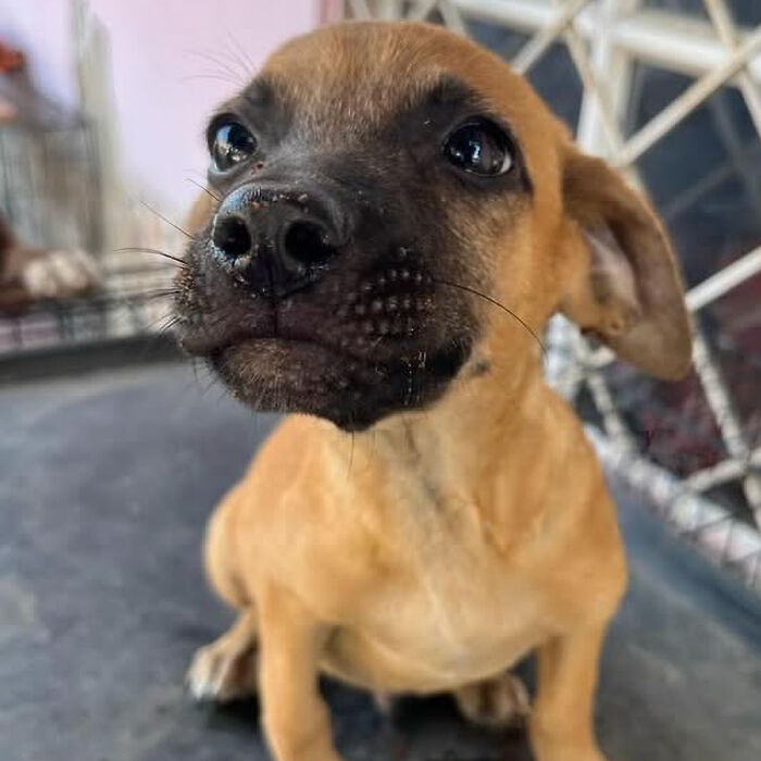 Person Finds 2 Tiny Puppies Using Trash For A Bed, Helps Them Get Rescued And Get A Major Glow-Up