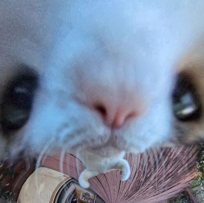 39 Hilariously Silly Photos Of Cats Taken With A 360 Camera By This Owner