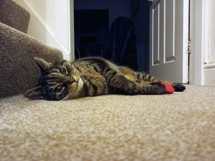 Gizmo And His Heart Shaped Toy ( Containing Catnip! )