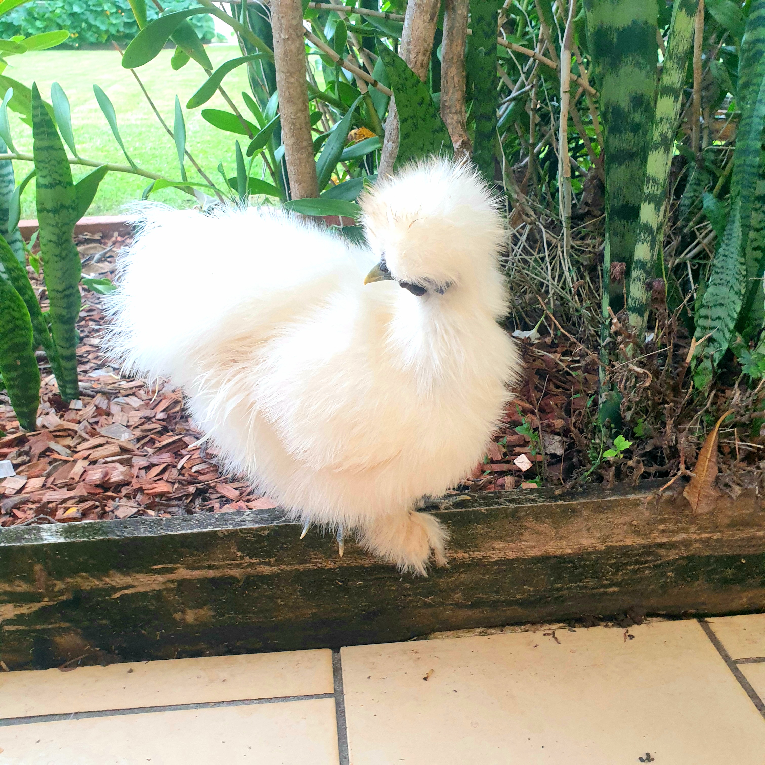 Cute Silkie Chicken