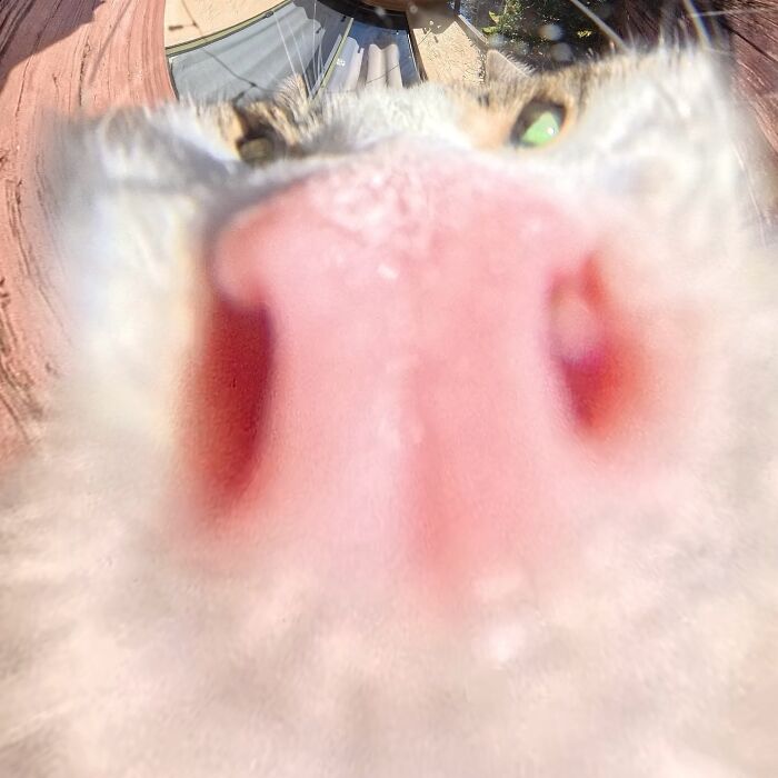 39 Hilariously Silly Photos Of Cats Taken With A 360 Camera By This Owner