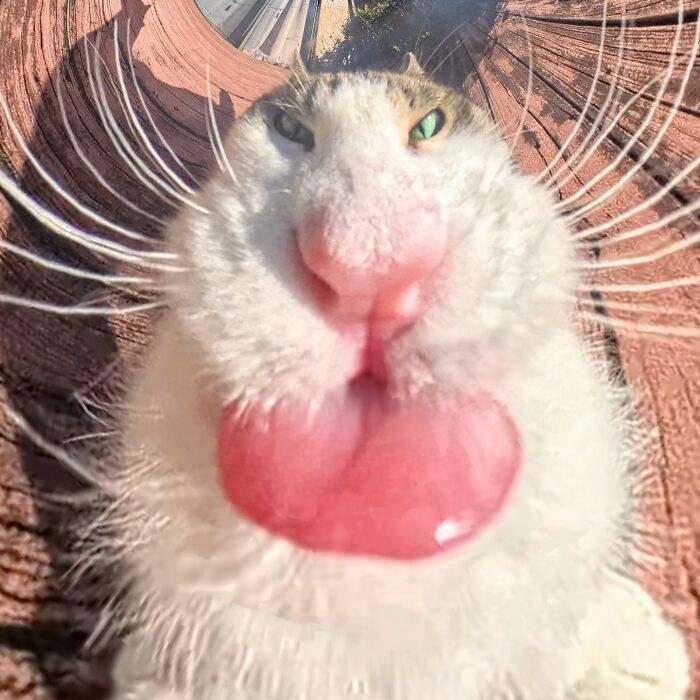 Silly photo of a cat with a funny face, taken with a 360 camera showing its whiskers and tongue up close.