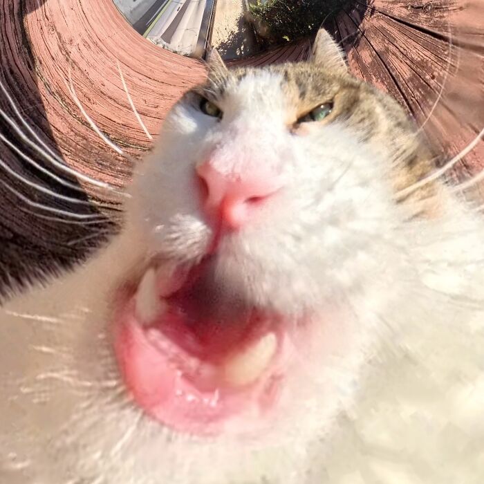 Silly cat photo distorted by 360 camera, open mouth with funny expression.