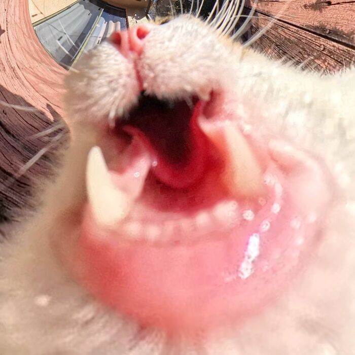 Silly cat photo taken with a 360 camera, featuring a close-up of a yawning mouth.